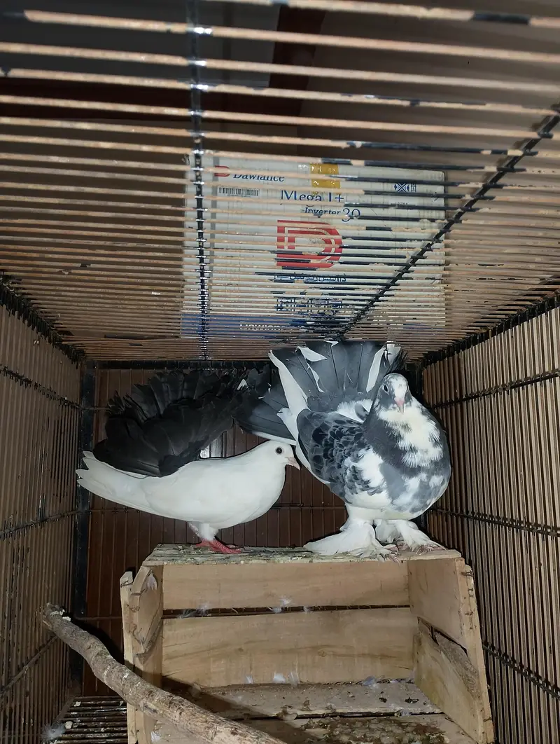 Pure lucky pigeon /Cross pair Male and female — photo 2