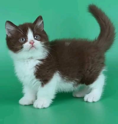 Persian | Cat | kittens | 3 Cote | Fluffy Wtsp msg 0348°ŌI6°3Ô63°