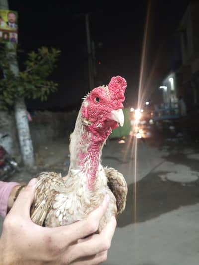 all ok ha poyar aseel morga blue eyes