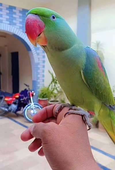 Jumbo size raw parrot female hand and and toking