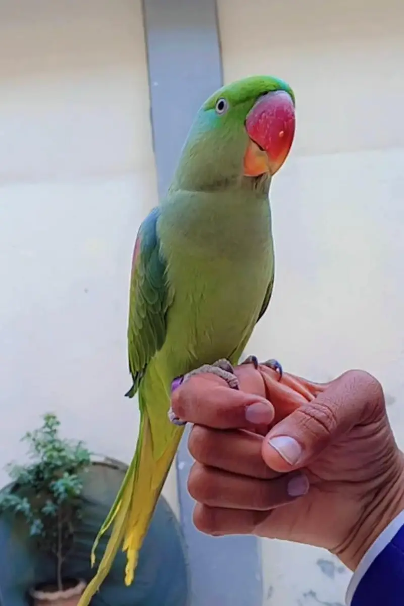 Jumbo size raw parrot female hand and and toking — photo 2