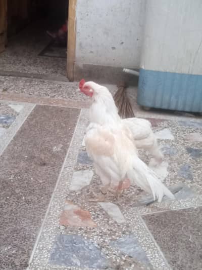 Aseel Heera breeder