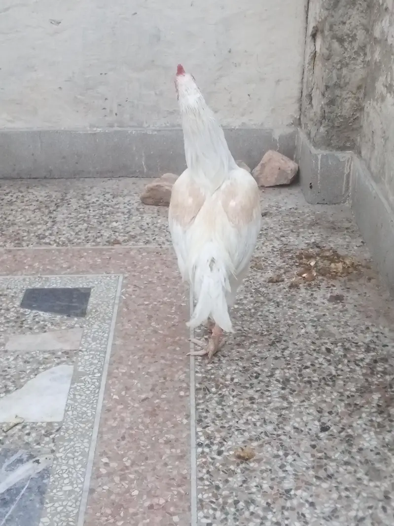 Aseel Heera breeder — photo 2