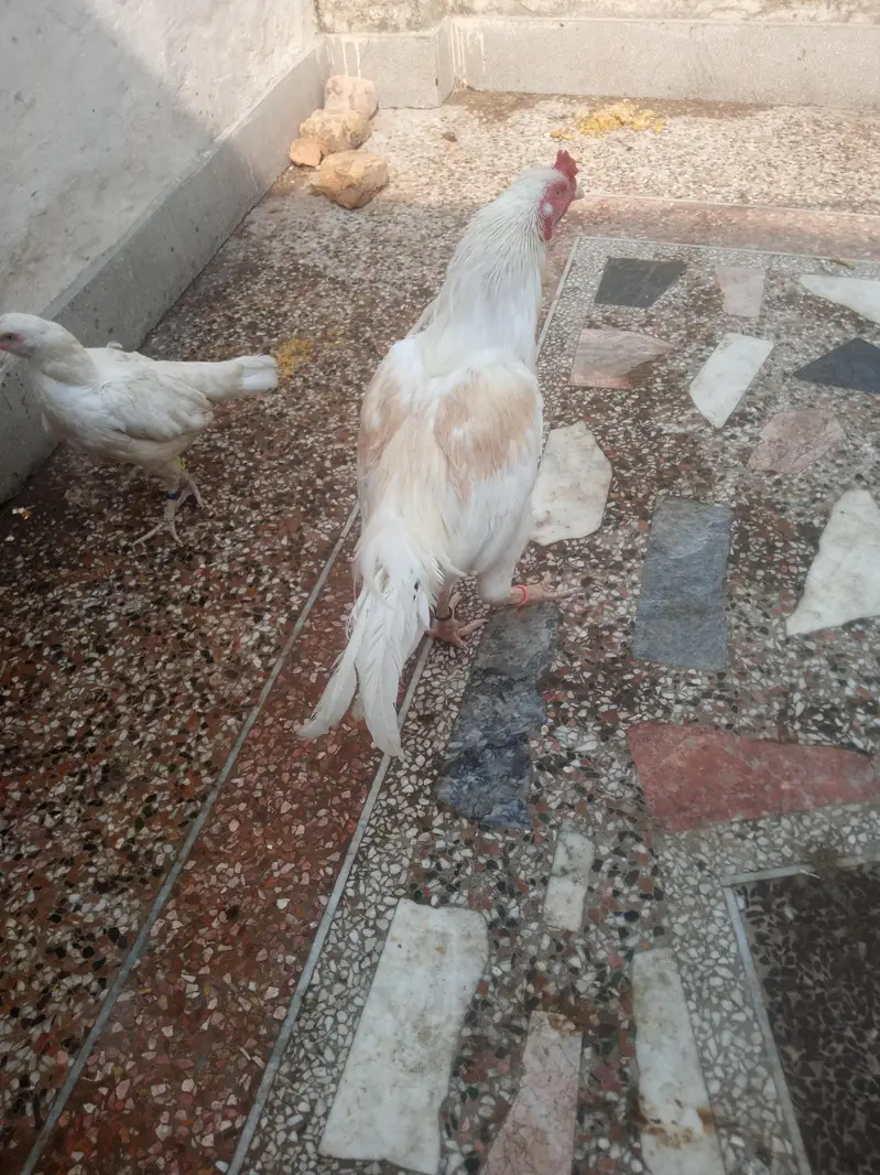 Aseel Heera breeder — photo 3