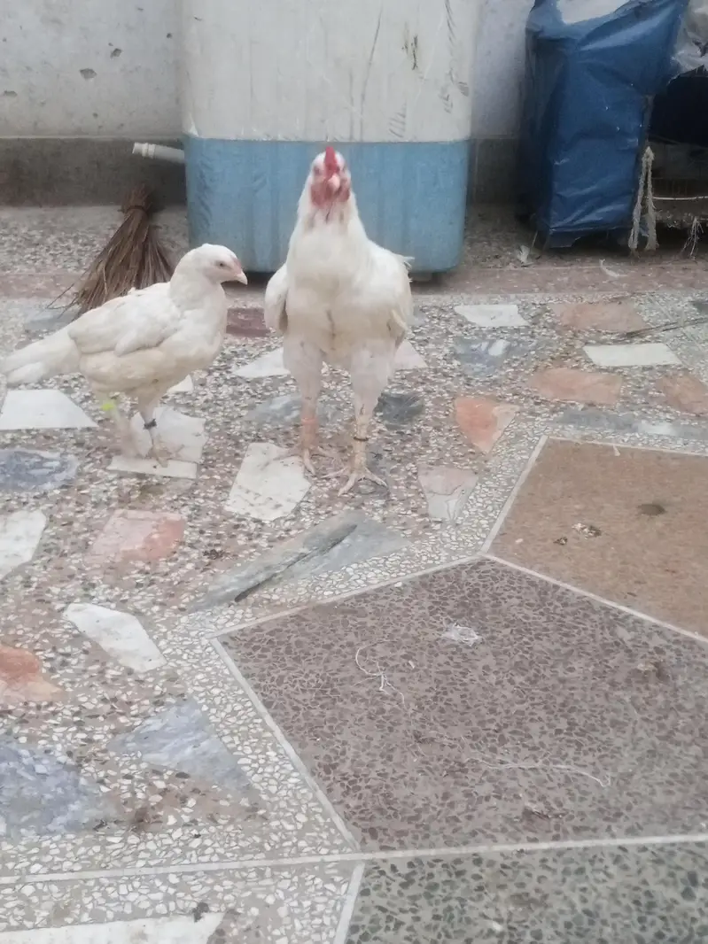 Aseel Heera breeder — photo 4