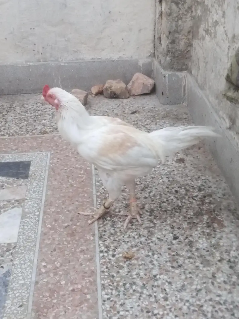 Aseel Heera breeder — photo 5