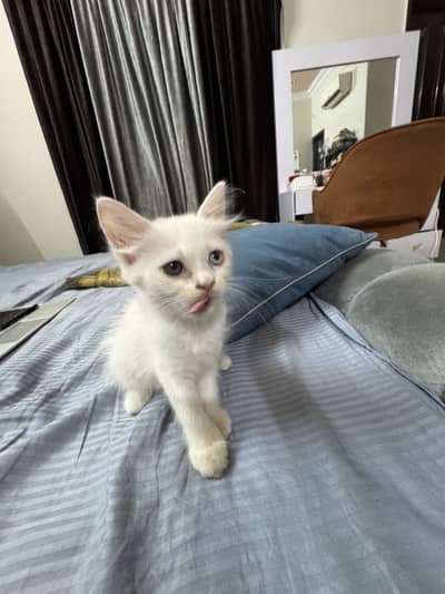 kitten | playful | ready to bond