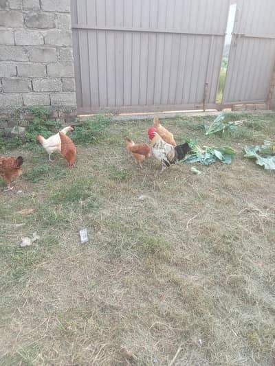 egg laying hens