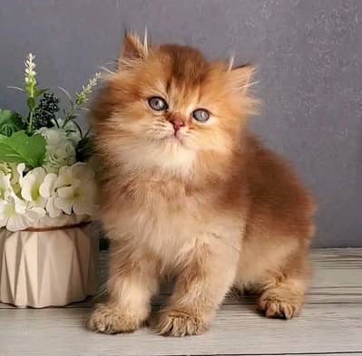 kittens/ cat  | Persian | Male | Female | Pair |Wtsp me 0348® OI63®Ö63