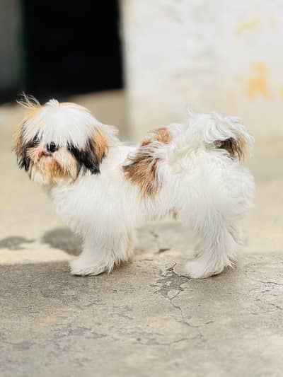 Pure Shih Tzu Male Dog for Sale – 1 Year Old Dog for Sale in Attok 