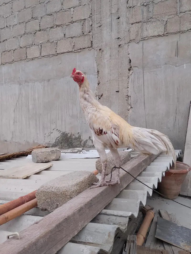 Aseel jageeri — photo 3