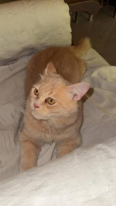 Cat for sale in Bahawalpur