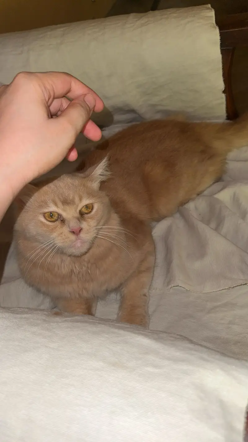 Cat for sale in Bahawalpur — photo 2