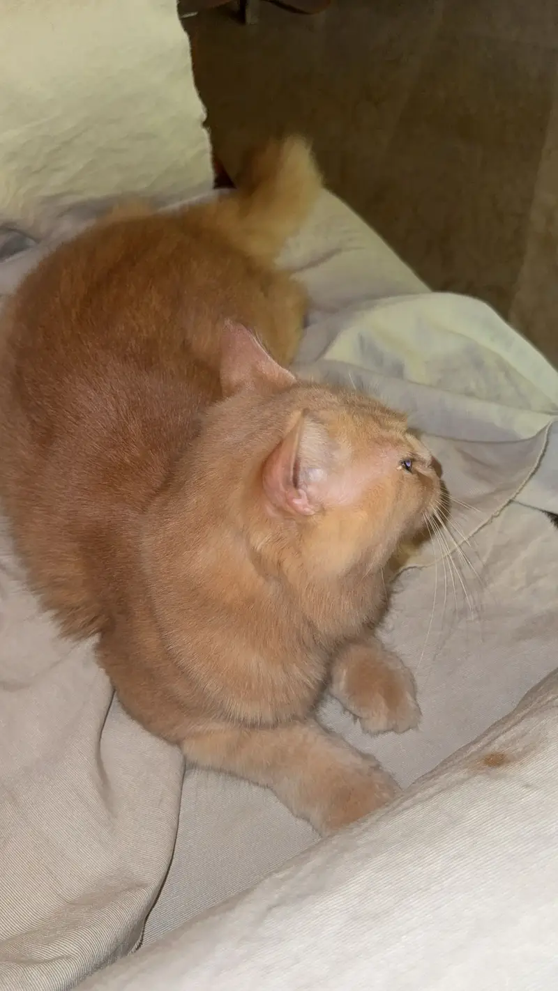 Cat for sale in Bahawalpur — photo 3