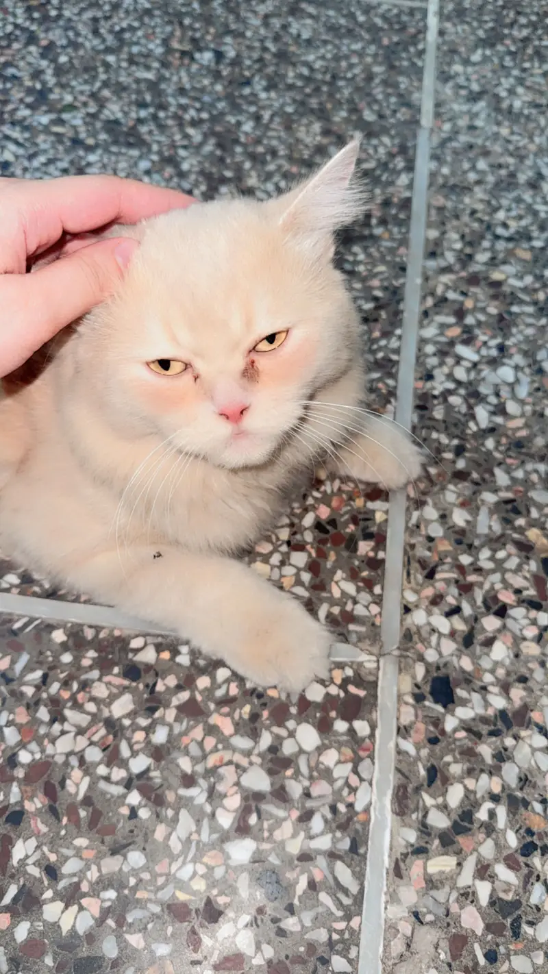 Cat for sale in Bahawalpur — photo 4