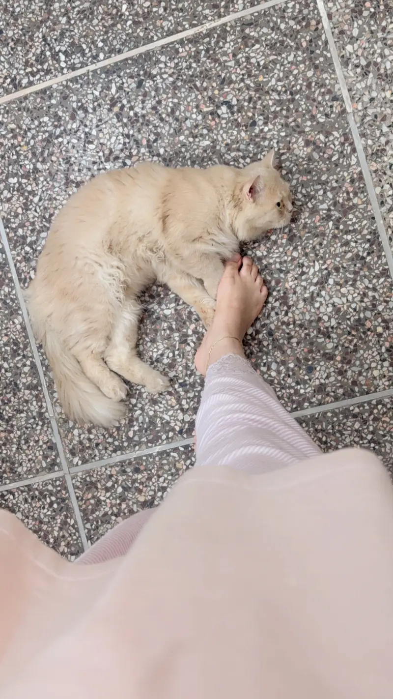 Cat for sale in Bahawalpur — photo 5
