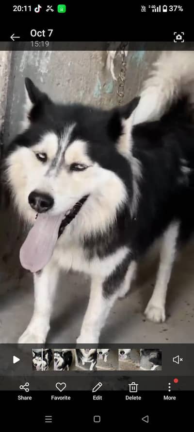 husky