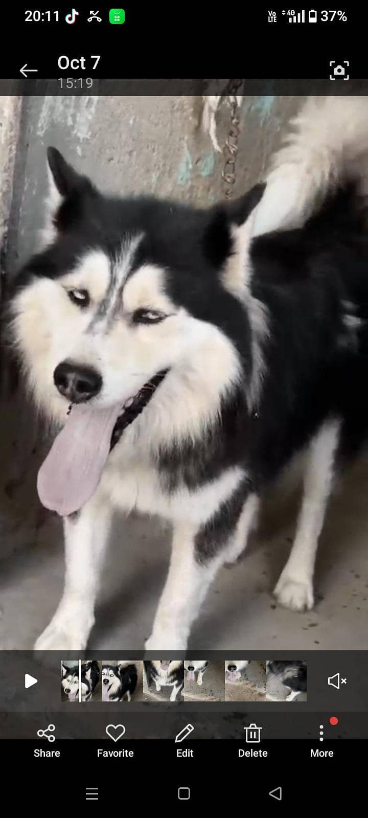 husky 0