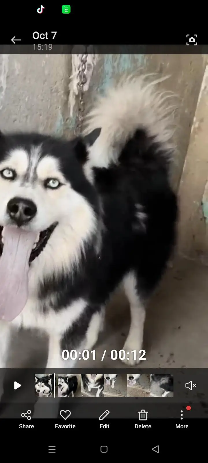 husky — photo 2