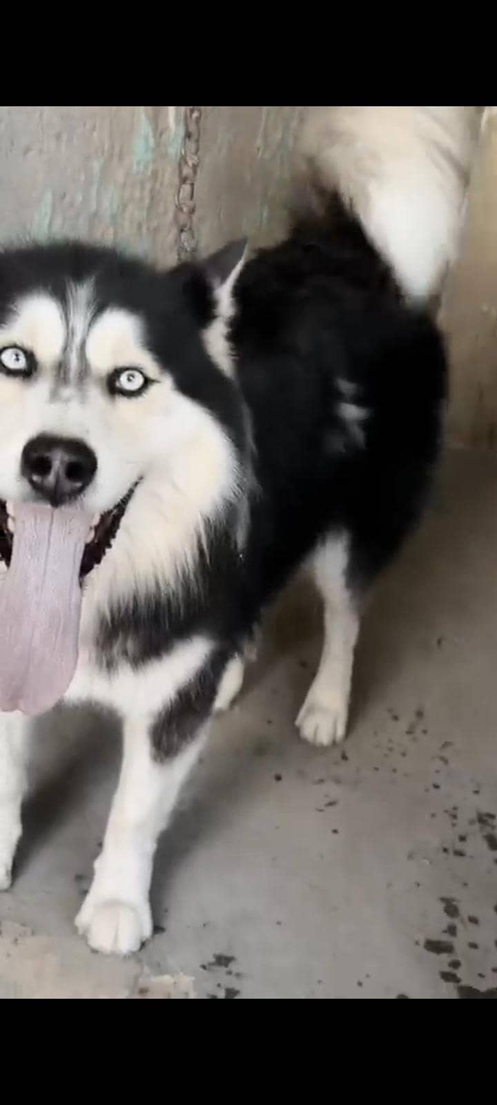 husky 2