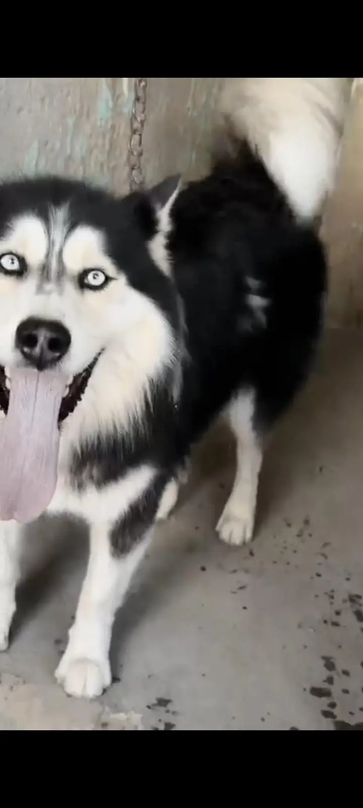 husky — photo 3