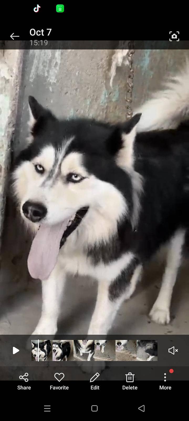 husky 3