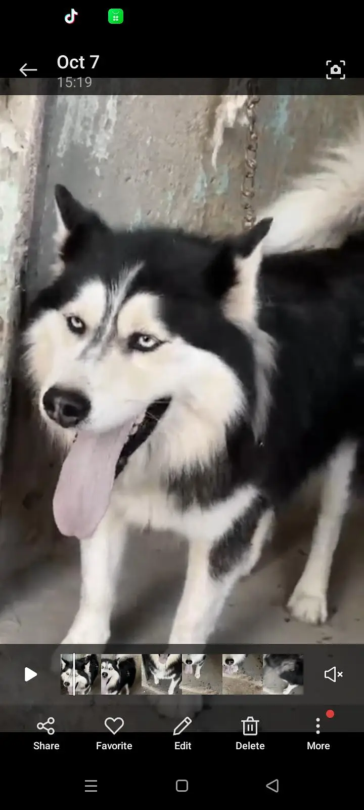 husky — photo 4
