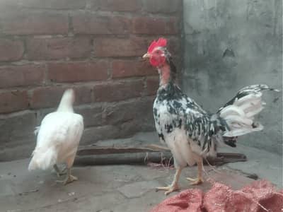 Beautiful hens pair