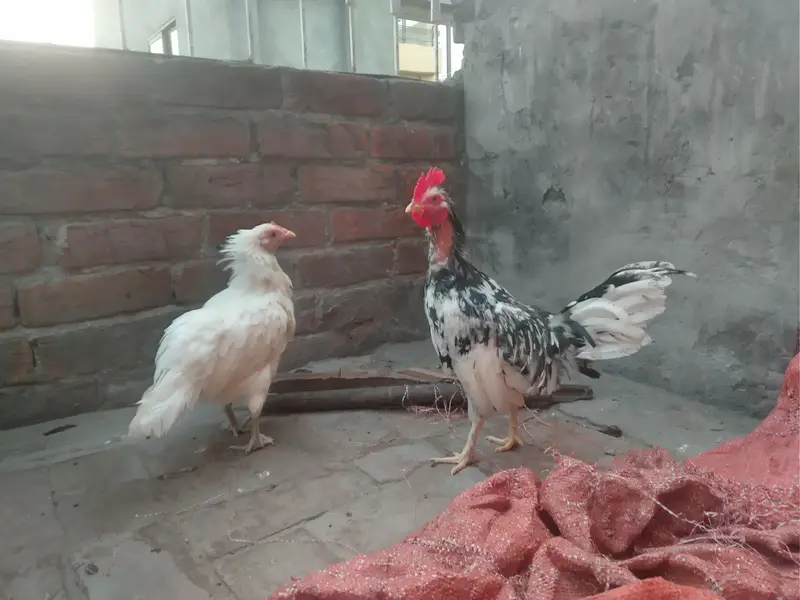 Beautiful hens pair — photo 2