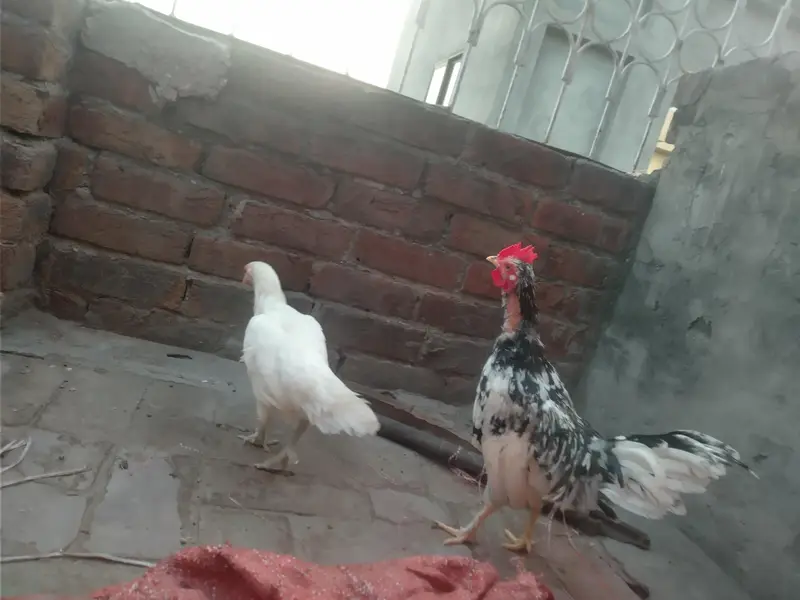 Beautiful hens pair — photo 3