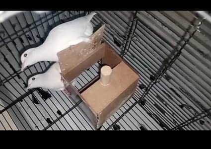 dimond dove +khumry pair