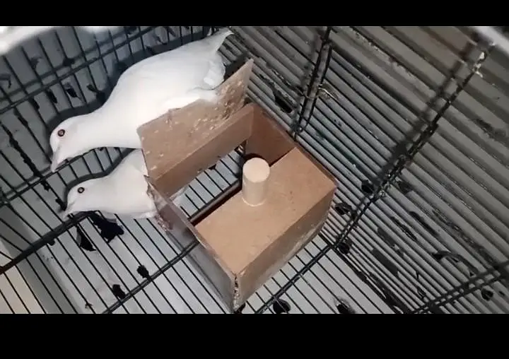 dimond dove +khumry pair