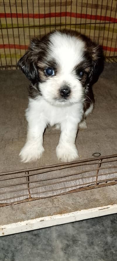 Shihtzu puppies male / female