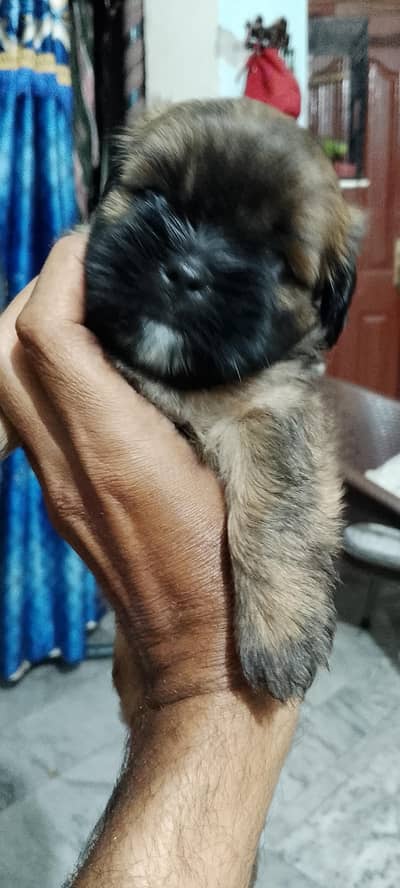 Shihtzu puppies male / female