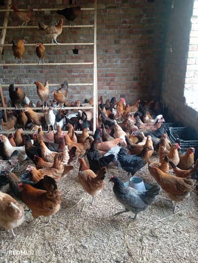 golden misri for sale