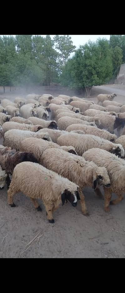93 CHAHTRY FOR SALE