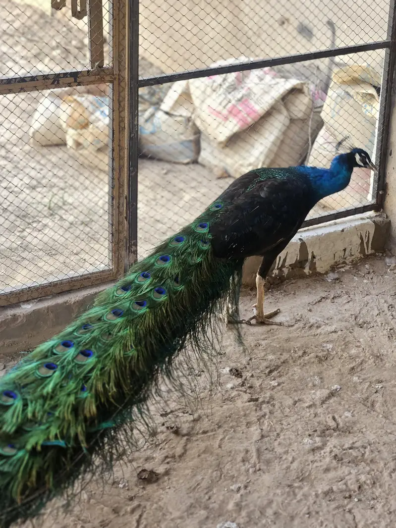 Indian Peacock Pair Breeder| Moor | Moar Black Shoulder — photo 2