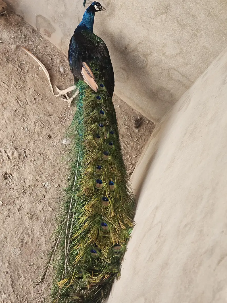 Indian Peacock Pair Breeder| Moor | Moar Black Shoulder — photo 4