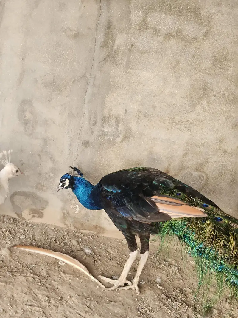 Indian Peacock Pair Breeder| Moor | Moar Black Shoulder — photo 6