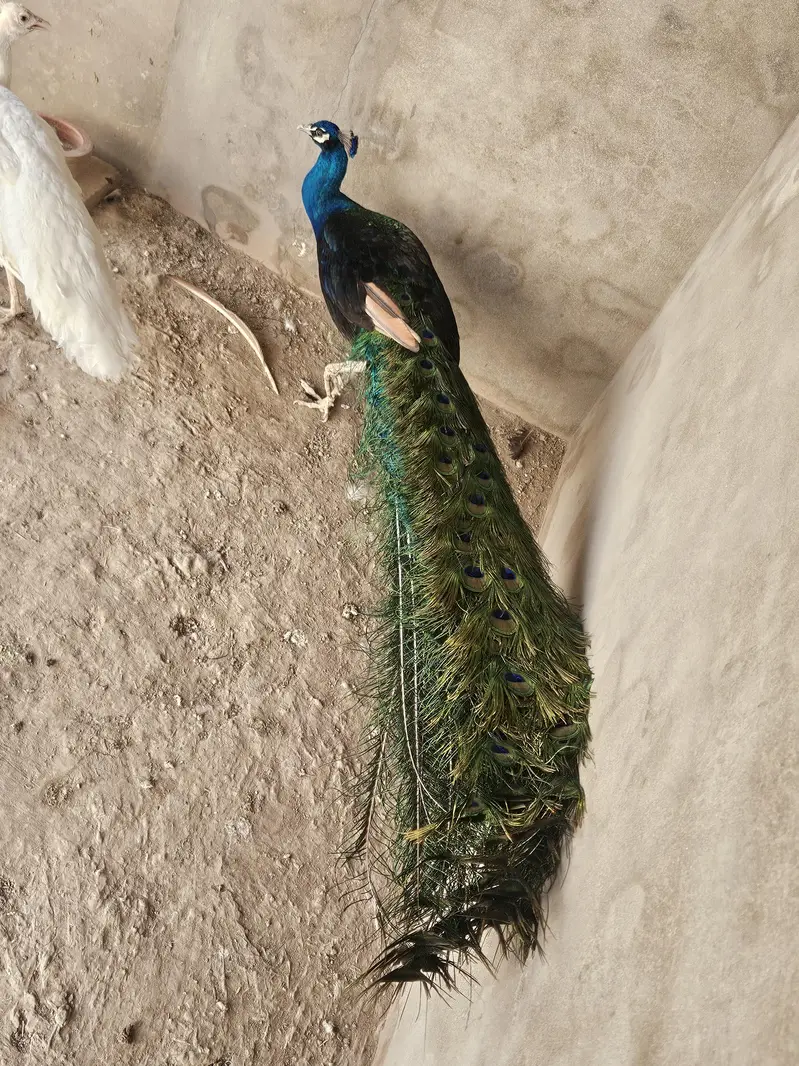 Indian Peacock Pair Breeder| Moor | Moar Black Shoulder — photo 7