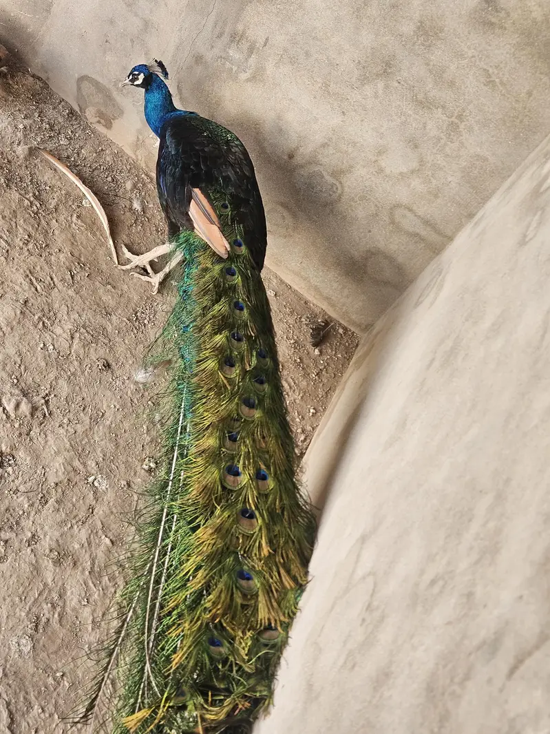 Indian Peacock Pair Breeder| Moor | Moar Black Shoulder — photo 8