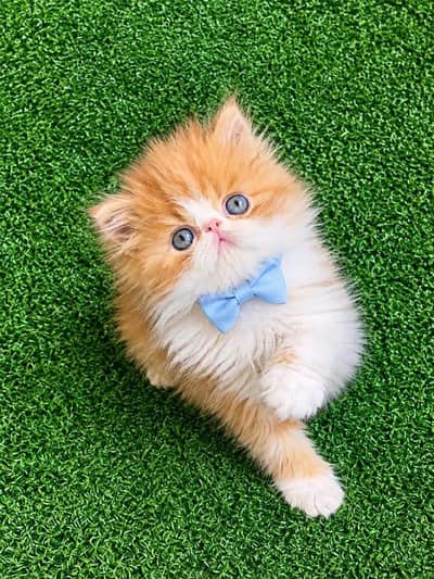 Kittens | Parsion | cats | 3 Cote | Fluffy Wtsp msg 0348%ŌI6%3Ô63%