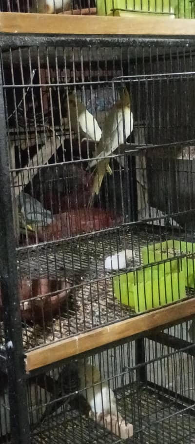 cream cocktail ready to first breed