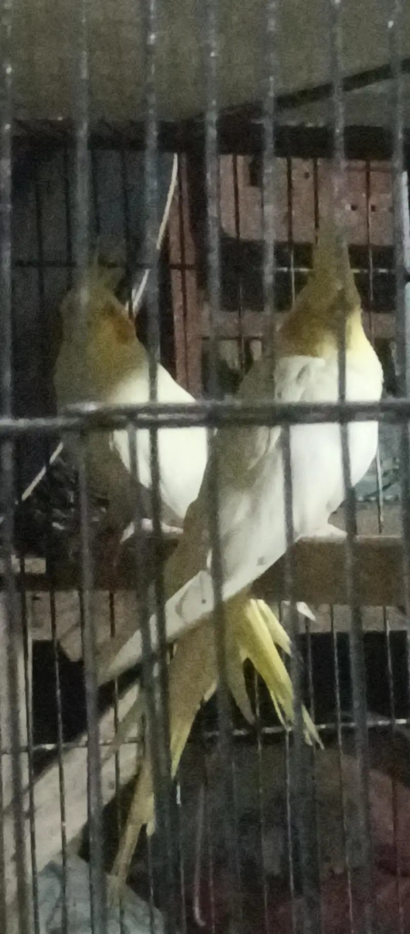 cream cocktail ready to first breed — photo 2