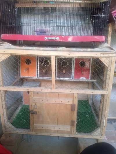 Buggies parrot cage
