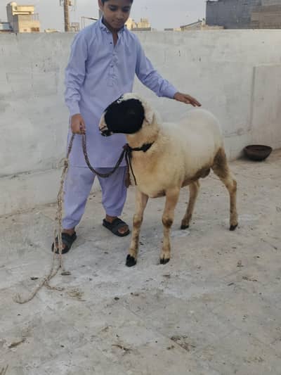 male dumba Mundra age 6 month