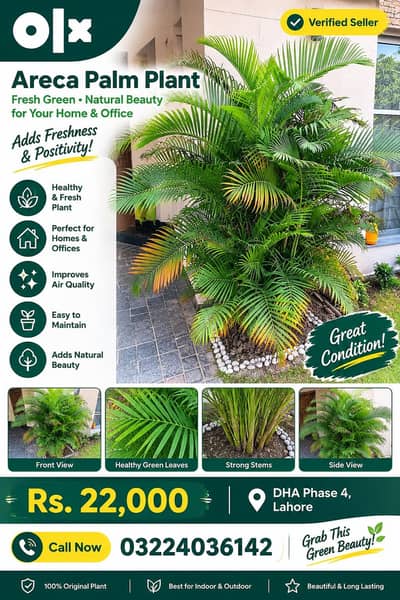 Beautiful Areca palm plant for sale- large green decorative plant|DHA