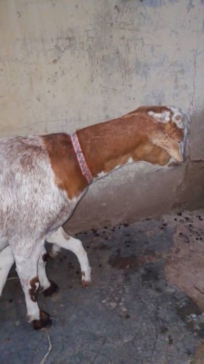 Teedy bakri with female kid