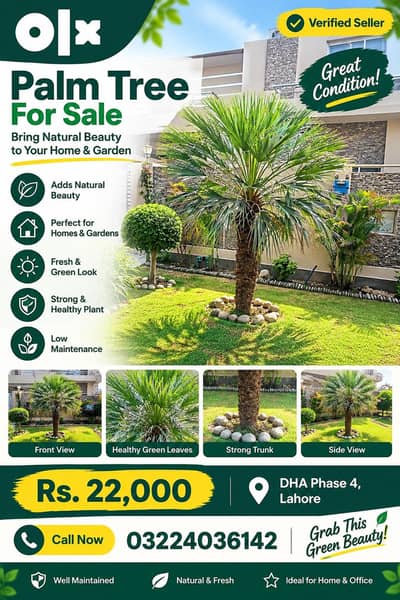 Beautiful Palm Tree for Sale – Garden & Landscaping Plant | DHA Lahore