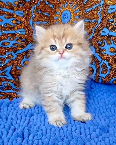 Persian | cats | kittens | 3 Cote | Fluffy Wtsp msg 0348™ŌI6™3Ô63™
